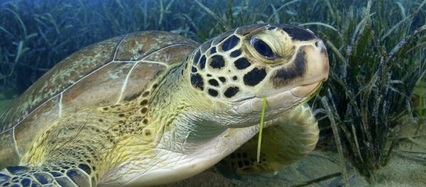 Festival Internacional de Fotografía Subacuática Mármara - Sputnik Mundo