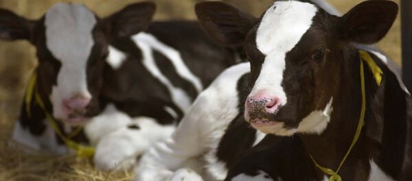 Vaca modificada genéticamente en China (archivo) Vaca modificada genéticamente en China (archivo) - Sputnik Mundo