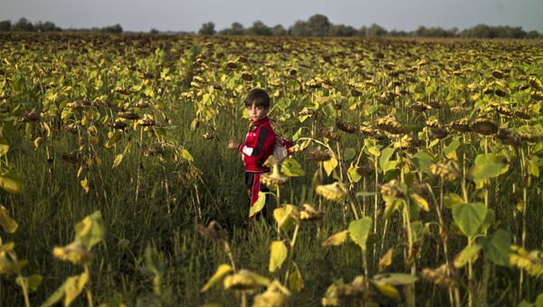 Niño refugiado sirio cerca del campo de refugiados húngaro Röszke - Sputnik Mundo