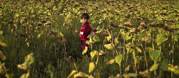Niño refugiado sirio cerca del campo de refugiados húngaro Röszke - Sputnik Mundo