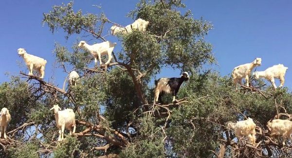 Cabras como hojas de los árboles Cabras como hojas de los árboles - Sputnik Mundo