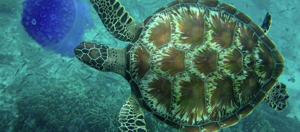 Tortuga marina - Sputnik Mundo