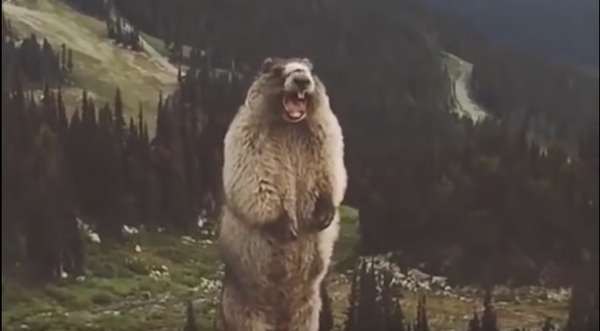 El grito de la marmota - Sputnik Mundo