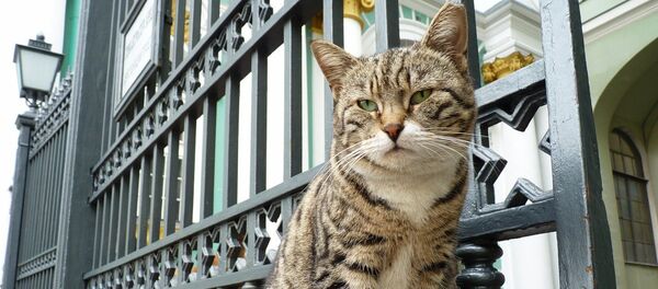 Gato de Hermitage - Sputnik Mundo