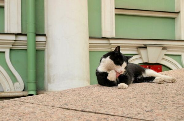 Uno de los gatos de Hermitage - Sputnik Mundo