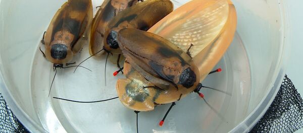 Cucaracha-robot corre a 30 cm por segundo - Sputnik Mundo