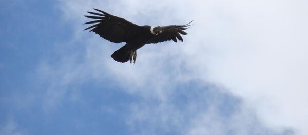 Cóndor andino - Sputnik Mundo