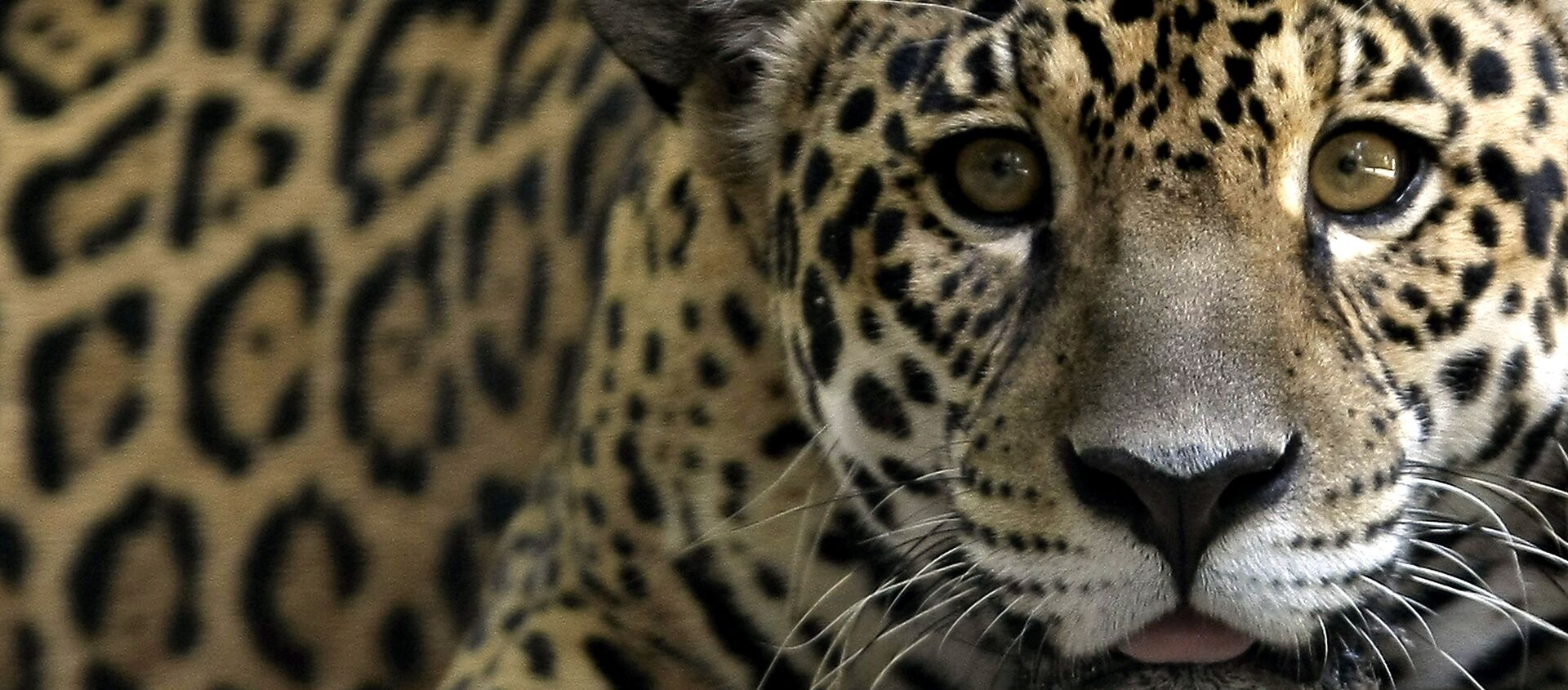 Jaguar Jaguar - Sputnik Mundo, 1920, 06.05.2019