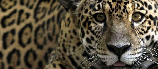 Un jaguar - Sputnik Mundo