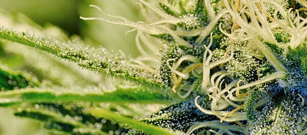 Marihuana - Sputnik Mundo