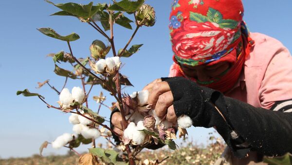 Una mujer recoge algodón - Sputnik Mundo