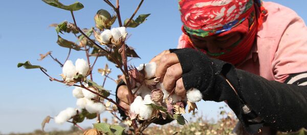 Una mujer recoge algodón Una mujer recoge algodón - Sputnik Mundo