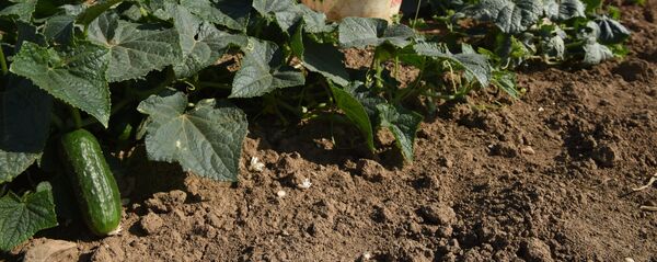 Los agricultores franceses - Sputnik Mundo