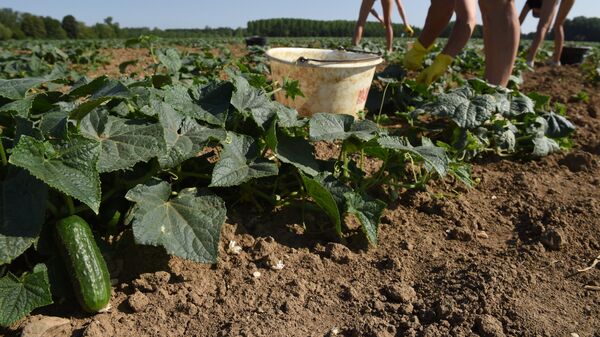 Los agricultores franceses - Sputnik Mundo