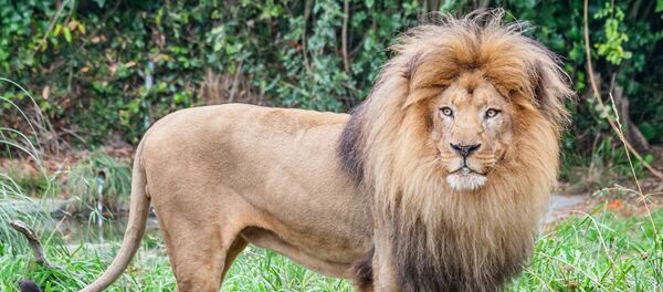 Un león (archivo) - Sputnik Mundo