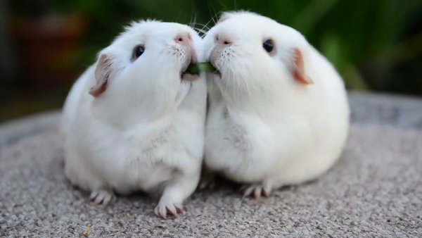 Dos hámsteres comparten la golosina - Sputnik Mundo