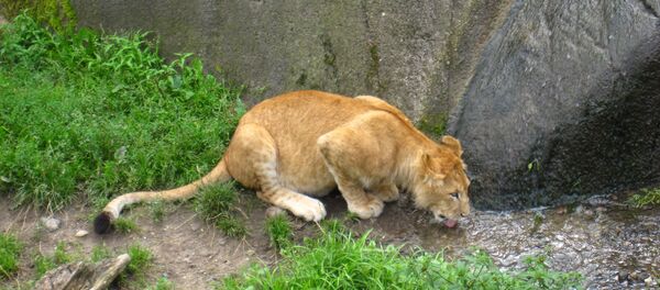León en zoo de Odense - Sputnik Mundo
