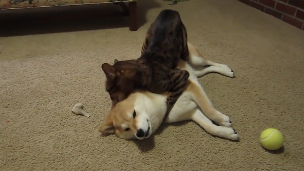 Cuando el gato ama al perro - Sputnik Mundo