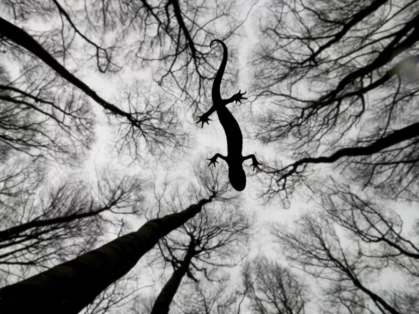 Naturaleza salvaje a través del prisma de los mejores fotógrafos del mundo Naturaleza salvaje a través del prisma de los mejores fotógrafos del mundo - Sputnik Mundo