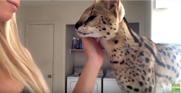 El gato que dice “mamá” - Sputnik Mundo