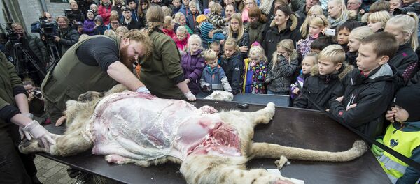 Zoo de Dinamarca destripa a un león frente a un grupo de niños - Sputnik Mundo