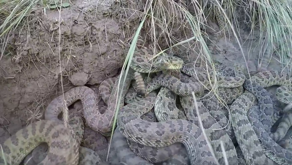 ¿Te atreverías a rescatar su GoPro de un nido de serpientes cascabel? - Sputnik Mundo