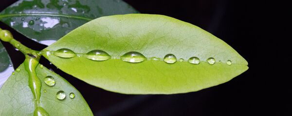 Hoja de coca (imagen referencial) Hoja de coca (imagen referencial) - Sputnik Mundo