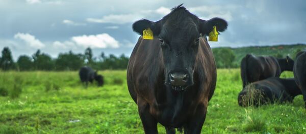 Vacas - Sputnik Mundo