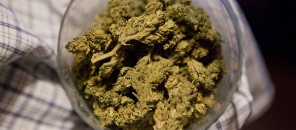 Peña debe legalizar la marihuana en México, dice el expresidente Fox - Sputnik Mundo