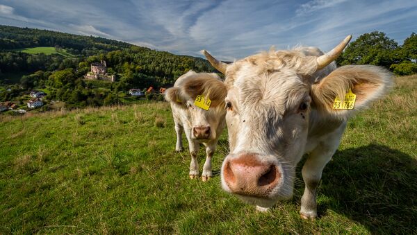 Vacas - Sputnik Mundo