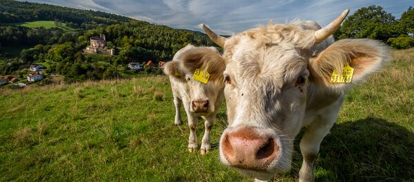 Vacas Vacas - Sputnik Mundo