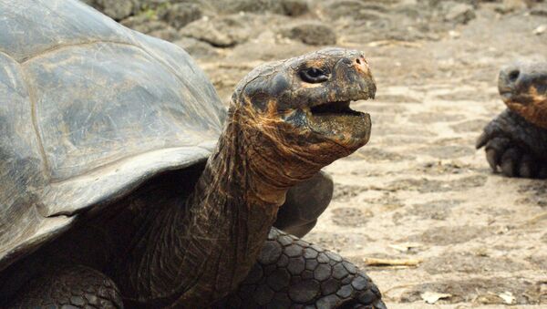 Tortuga gigante - Sputnik Mundo