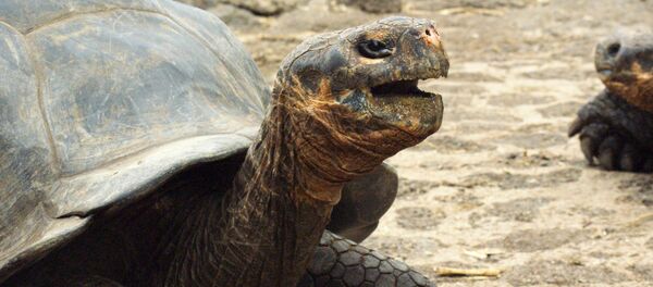 Tortuga gigante Tortuga gigante - Sputnik Mundo