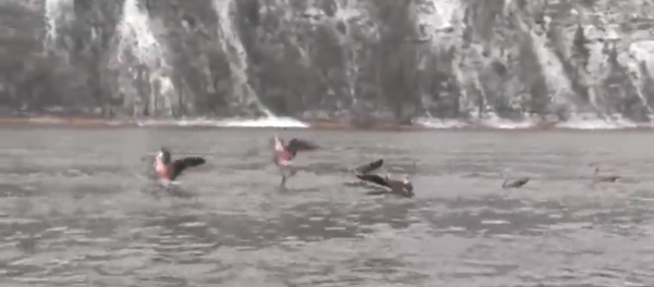 Flamenco rosa en Siberia - Sputnik Mundo