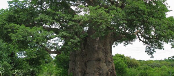 Botsuana, el mejor país para visitar en 2016 - Sputnik Mundo