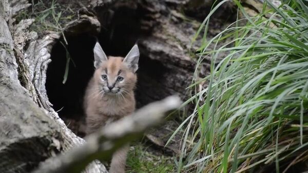 Crías de caracal salen de paseo - Sputnik Mundo