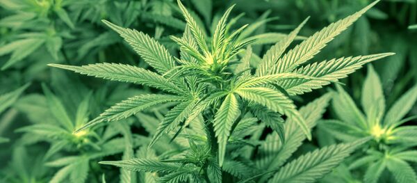 Marihuana - Sputnik Mundo