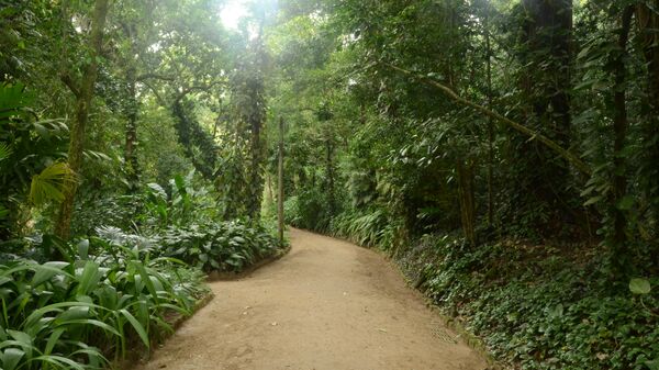Bosques en Río de Janeiro Bosques en Río de Janeiro - Sputnik Mundo