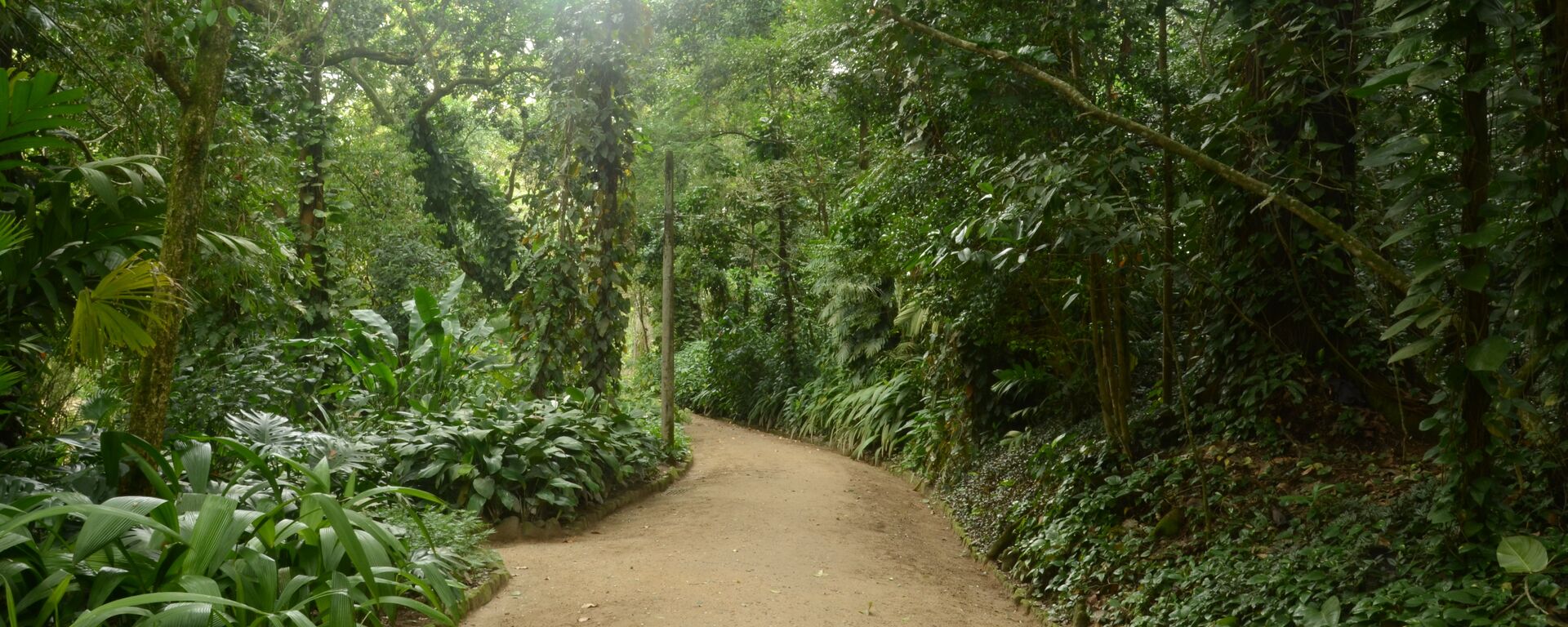 Bosques en Río de Janeiro - Sputnik Mundo, 1920, 22.12.2021