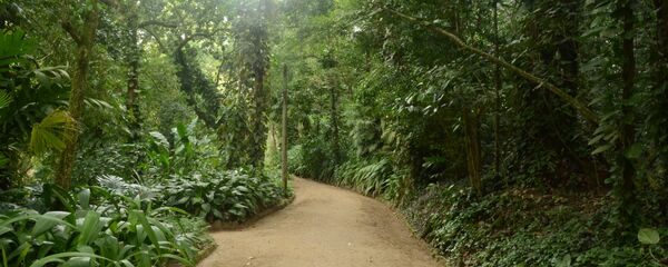 Bosques en Río de Janeiro - Sputnik Mundo