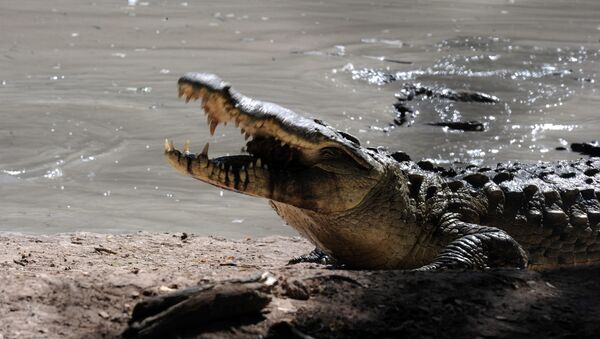 Uno de los cocodrilos de la granja perteneciente al multimillonario hondureño Jaime Rosenthal - Sputnik Mundo
