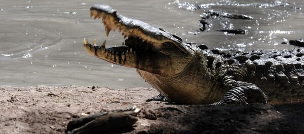 Uno de los cocodrilos de la granja perteneciente al multimillonario hondureño Jaime Rosenthal - Sputnik Mundo
