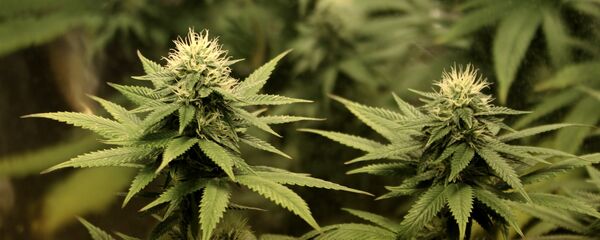 Marihuana - Sputnik Mundo