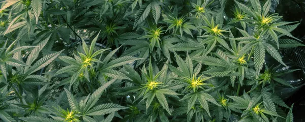 Marihuana (imagen referencial) Marihuana (imagen referencial) - Sputnik Mundo