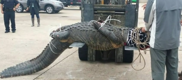 La cazadora de cocodrilos entra en acción - Sputnik Mundo