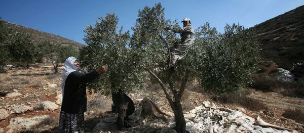 Recogida de aceitunas en Palestina - Sputnik Mundo