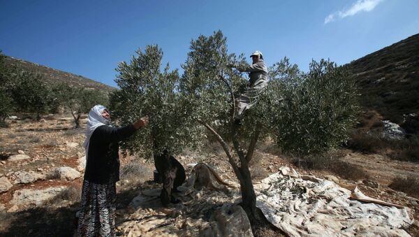 Recogida de aceitunas en Palestina - Sputnik Mundo