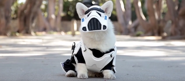 Un ‘stormtrooper’ de cuatro patas - Sputnik Mundo