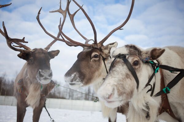 Drogadicción en el mundo animal Drogadicción en el mundo animal - Sputnik Mundo