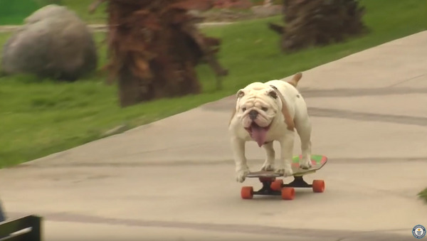 Un bulldog peruano consigue entrar en el Guinness de los Récords - Sputnik Mundo